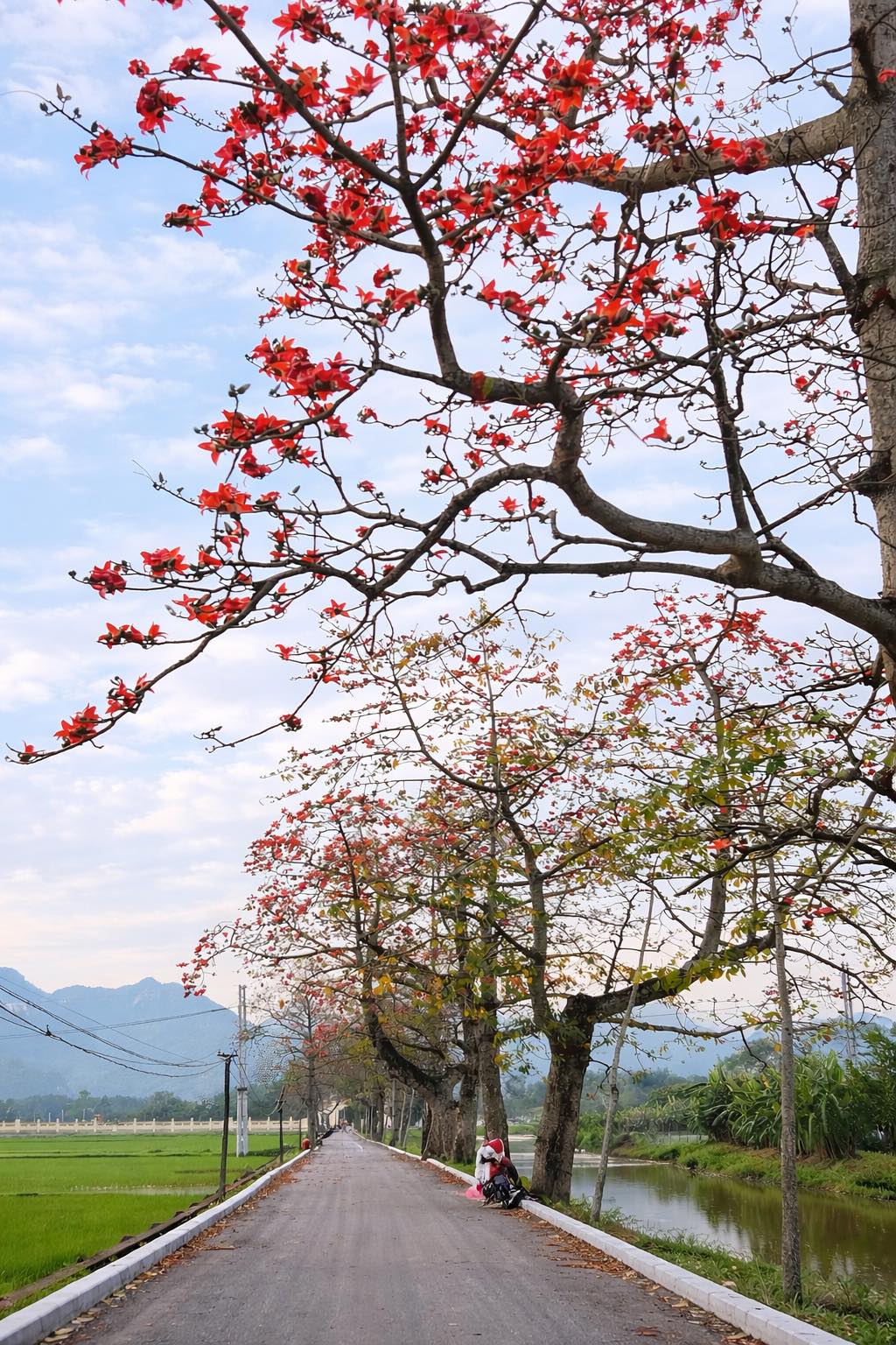 Phố Vắng Anh - Hoàng Thanh