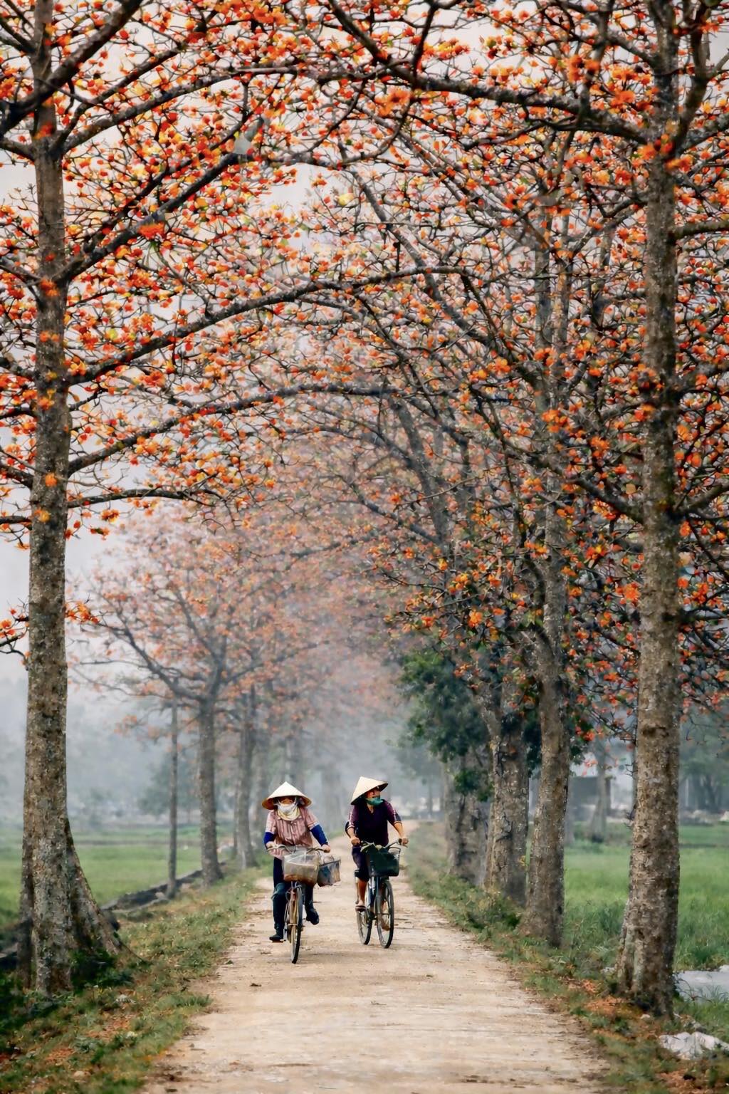 ĐÀ LẠT MÙA PHƯỢNG TÍM